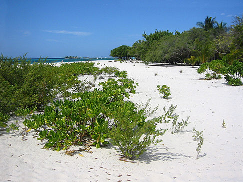 Fotos Pflanzen am Strand | 