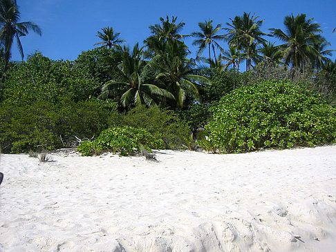 Foto Pflanzen am Strand