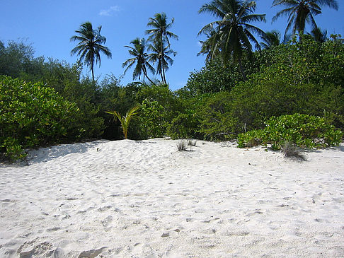 Pflanzen am Strand Foto 