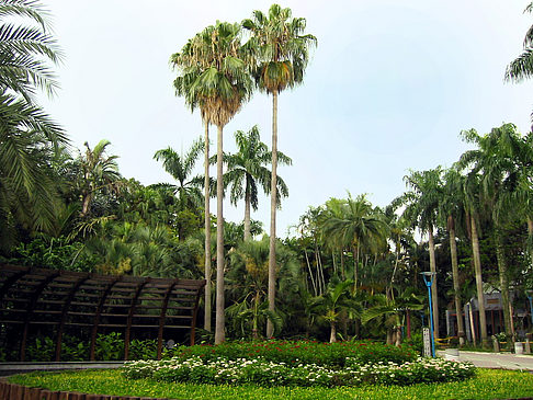 Foto Botanischer Garten - Taipeh